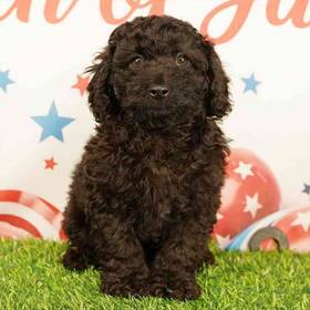 Poodle