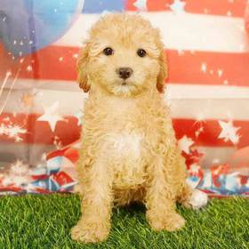 Cavapoo