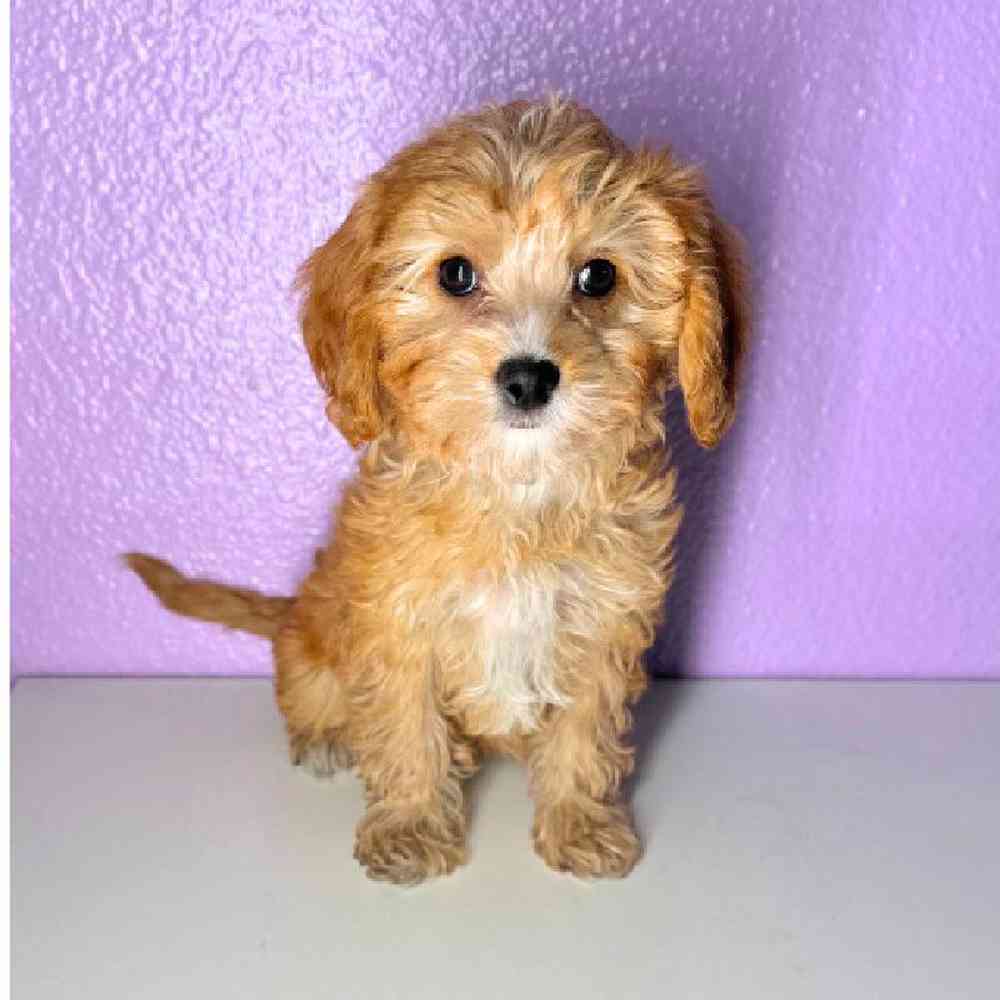 Labradoodle Puppies for sale at Puppyland