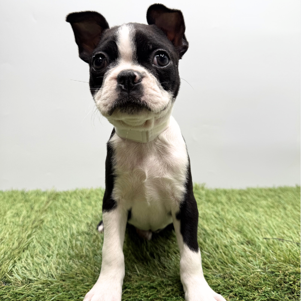 carousel pet images