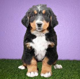 Bernese Mountain Dog