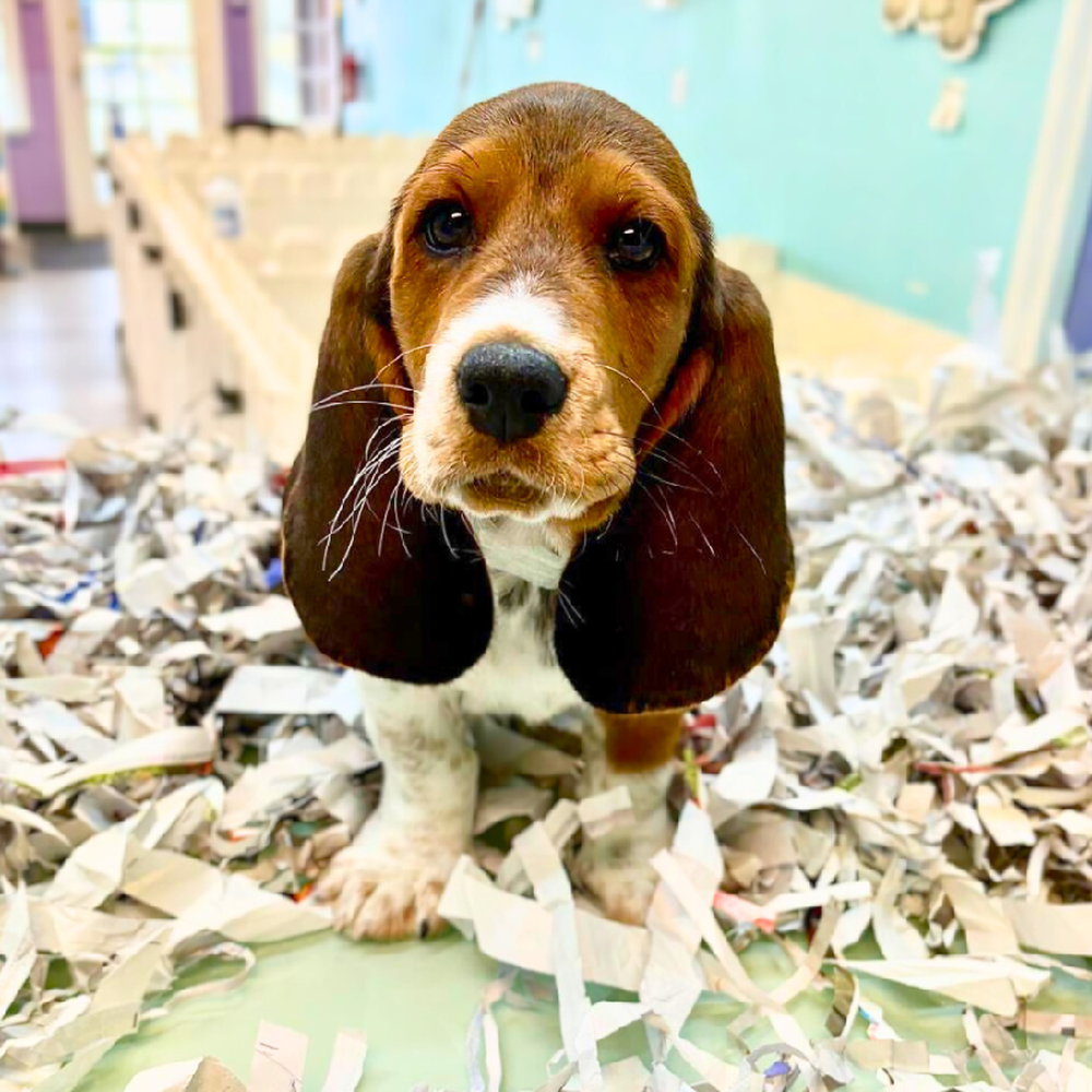 carousel pet images