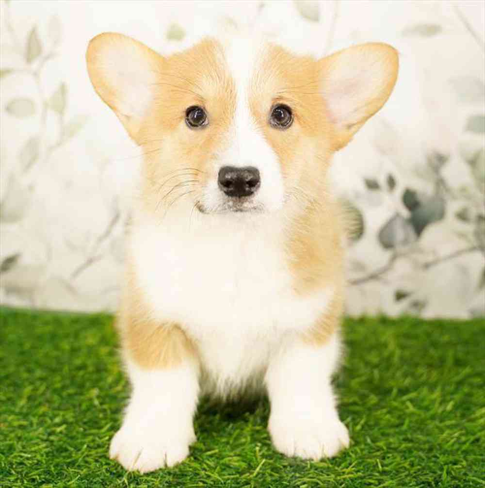 carousel pet images