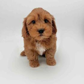 Maltipoo
