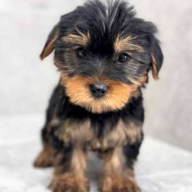 Yorkie