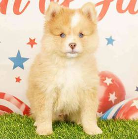 2nd Gen Pomsky