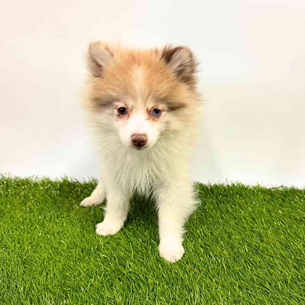 carousel pet images