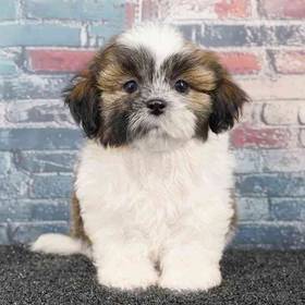 Teddy Bear