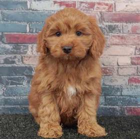 Cockapoo