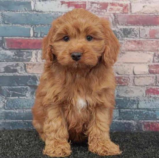 Cockapoo