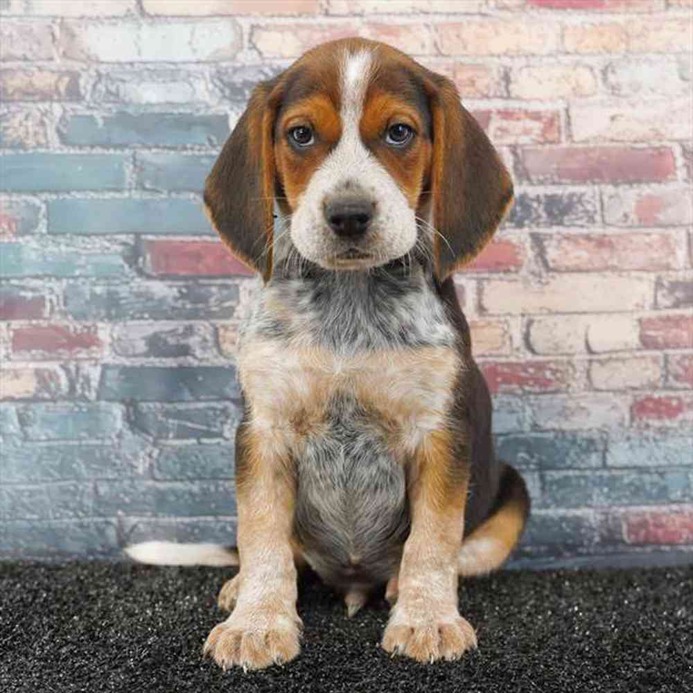 Image of a pet breed in the gallery