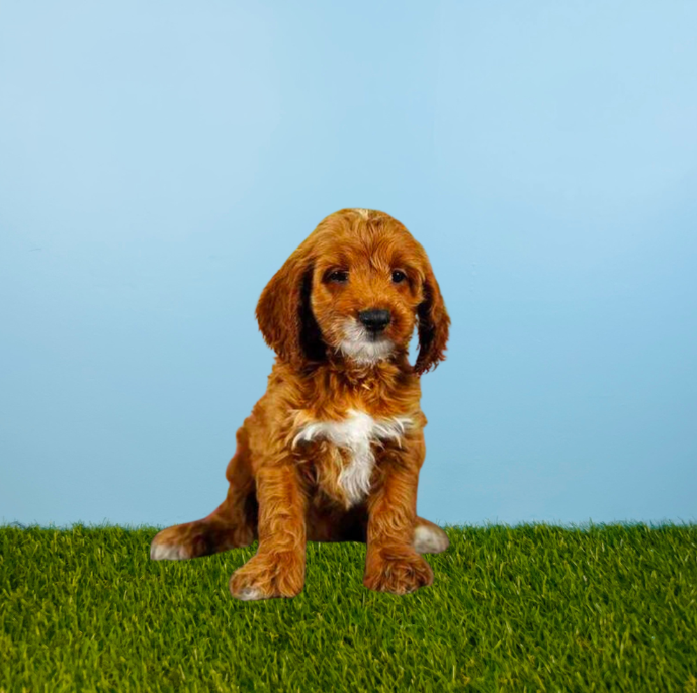 carousel pet images