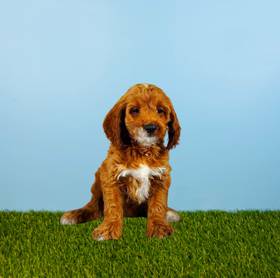 Cockapoo