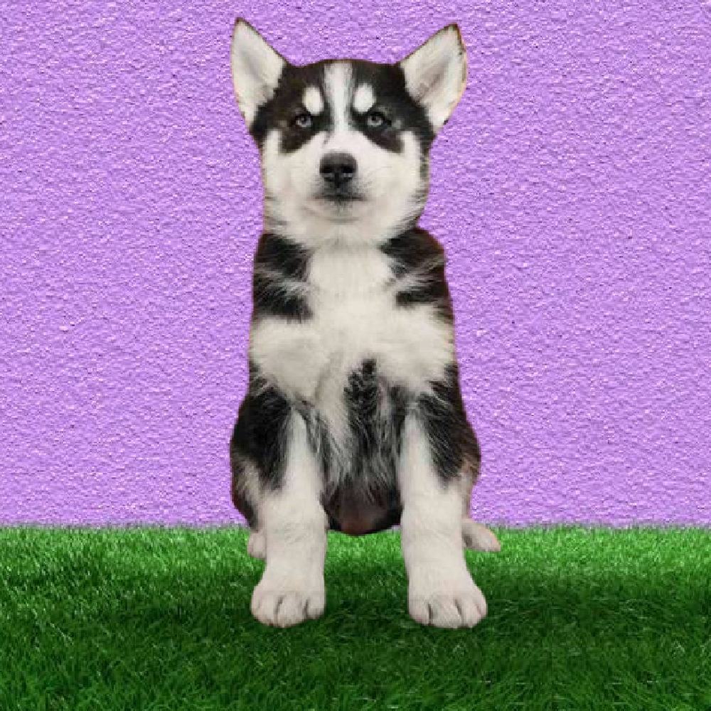 carousel pet images