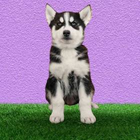 Siberian Husky