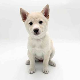 Shiba Inu