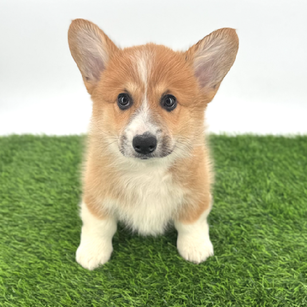 carousel pet images