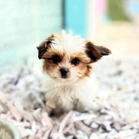 Shorkie
