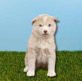 Pomsky