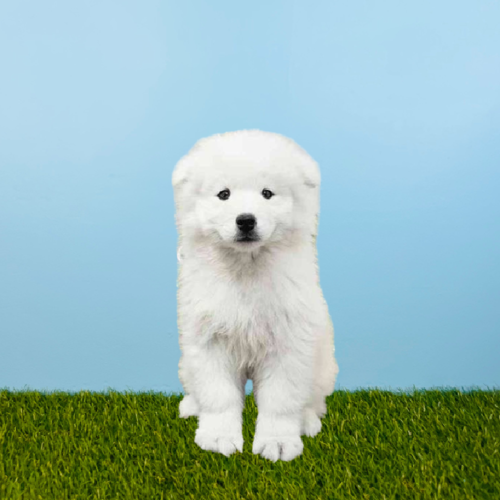 carousel pet images