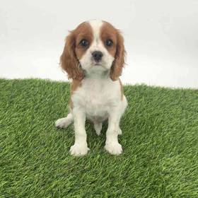 Cavalier King Charles Spaniel