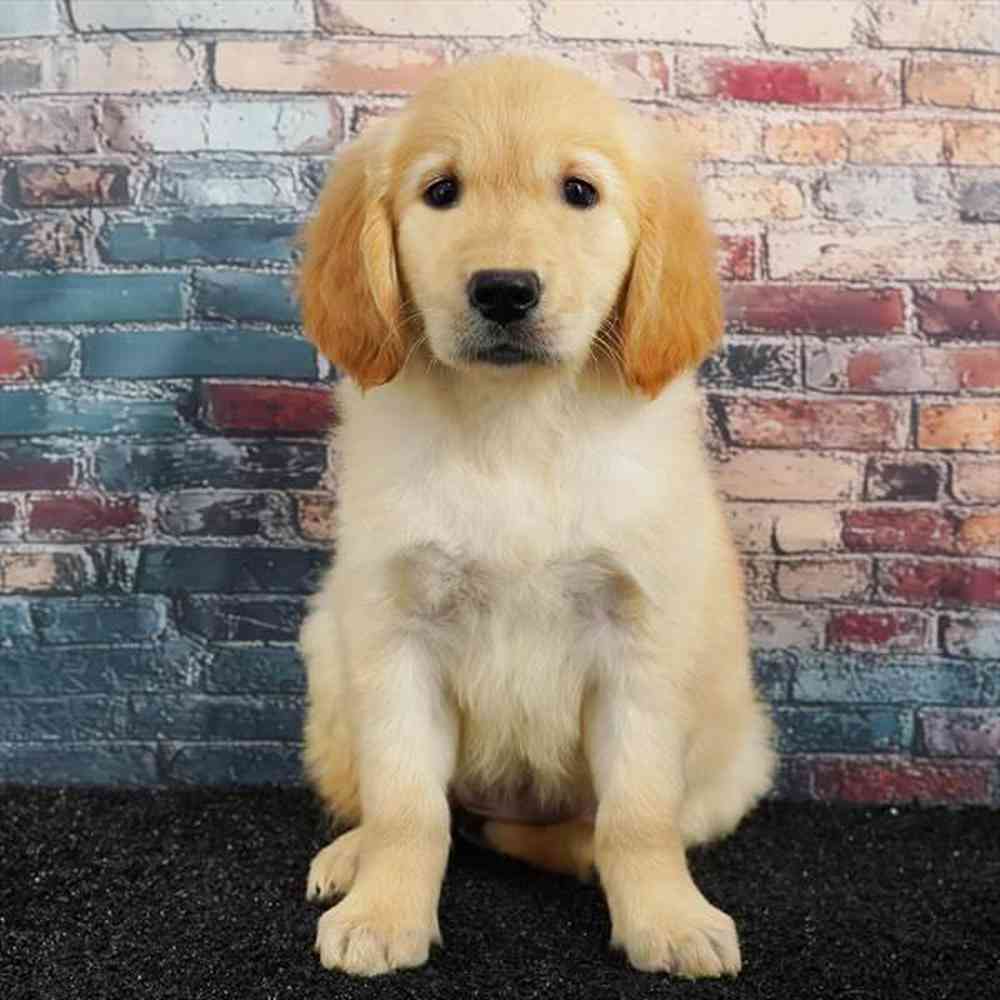 Image of a pet breed in the gallery