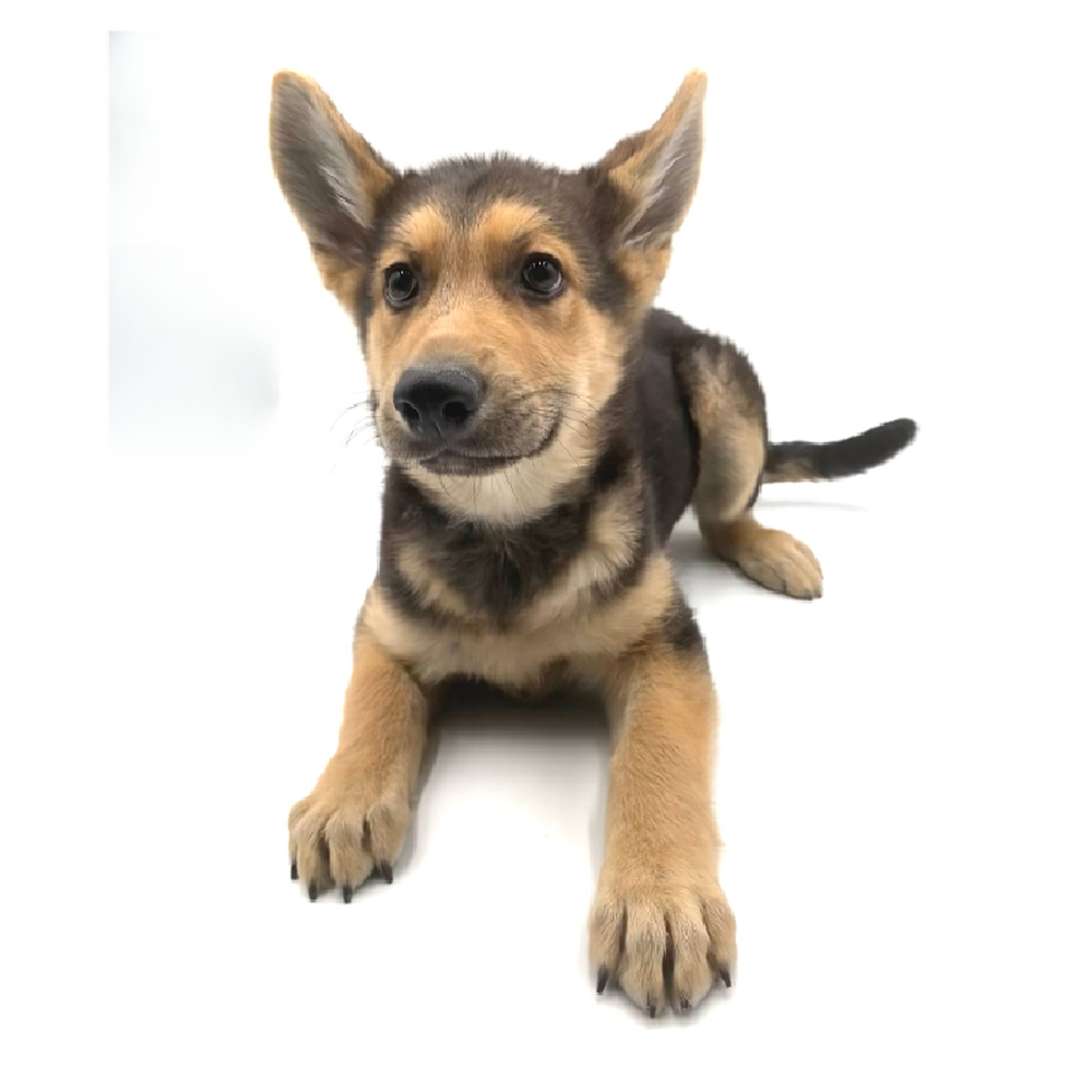 carousel pet images