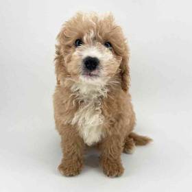 2nd Gen Mini Goldendoodle