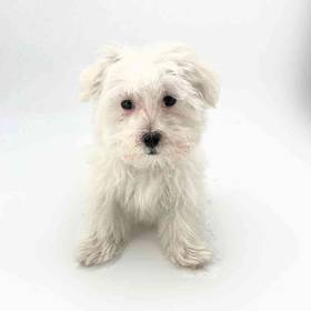 Maltese