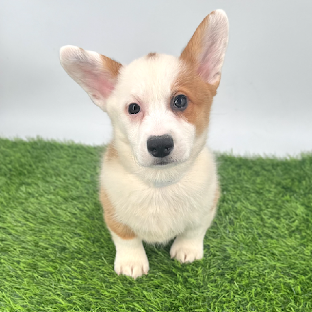 carousel pet images