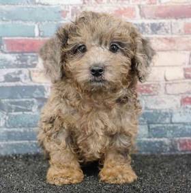 Shizapoo