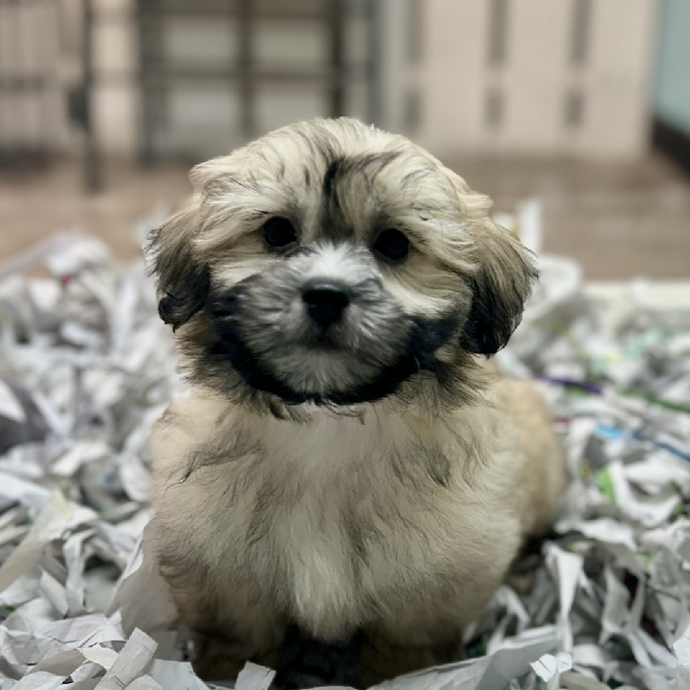 carousel pet images