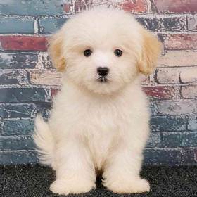 Maltipoo