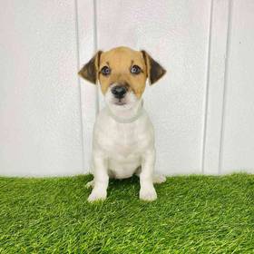 Jack Russell Terrier