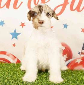 Mini Schnauzer