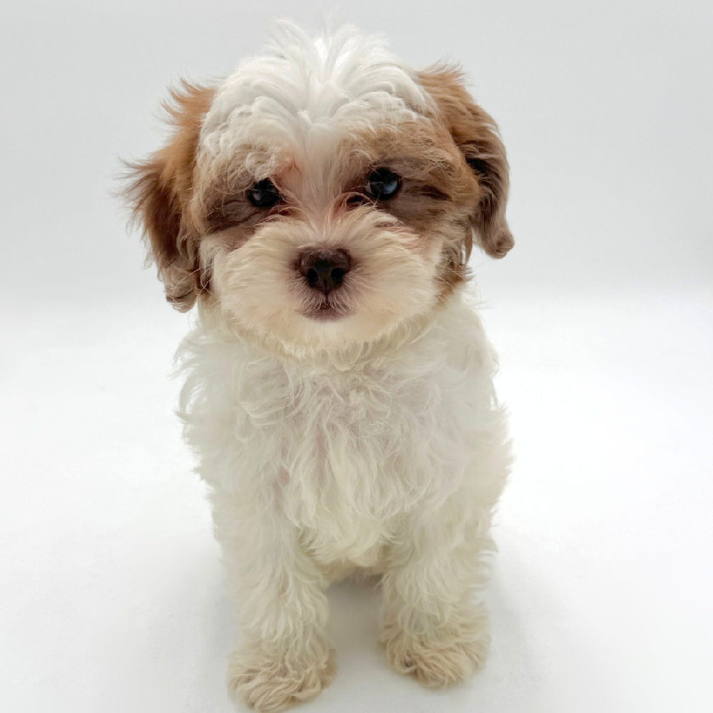 Image of a pet breed in the gallery