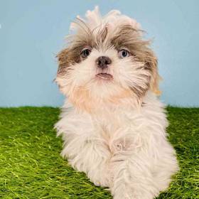 Shih Tzu