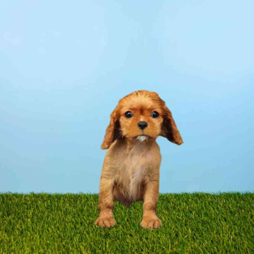 carousel pet images