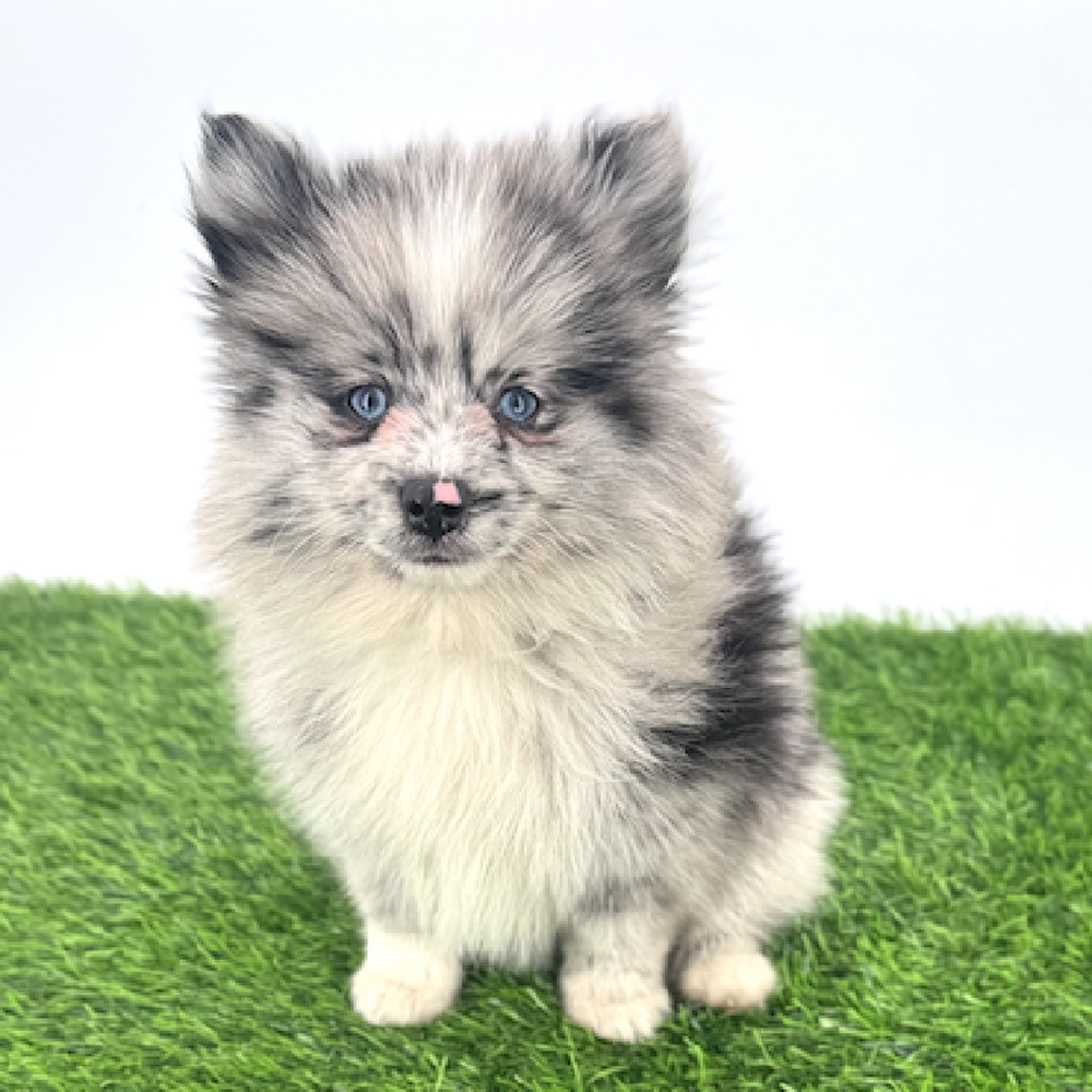 carousel pet images