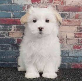 Maltipoo