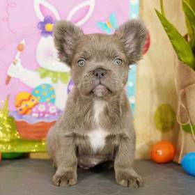 French Bulldog
