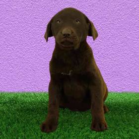 Labrador Retriever