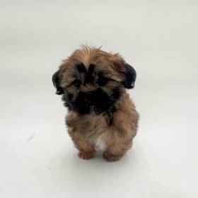 Teddy Bear