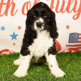 Cocker Spaniel