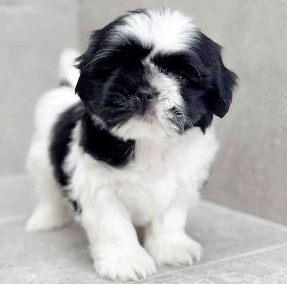 carousel pet images