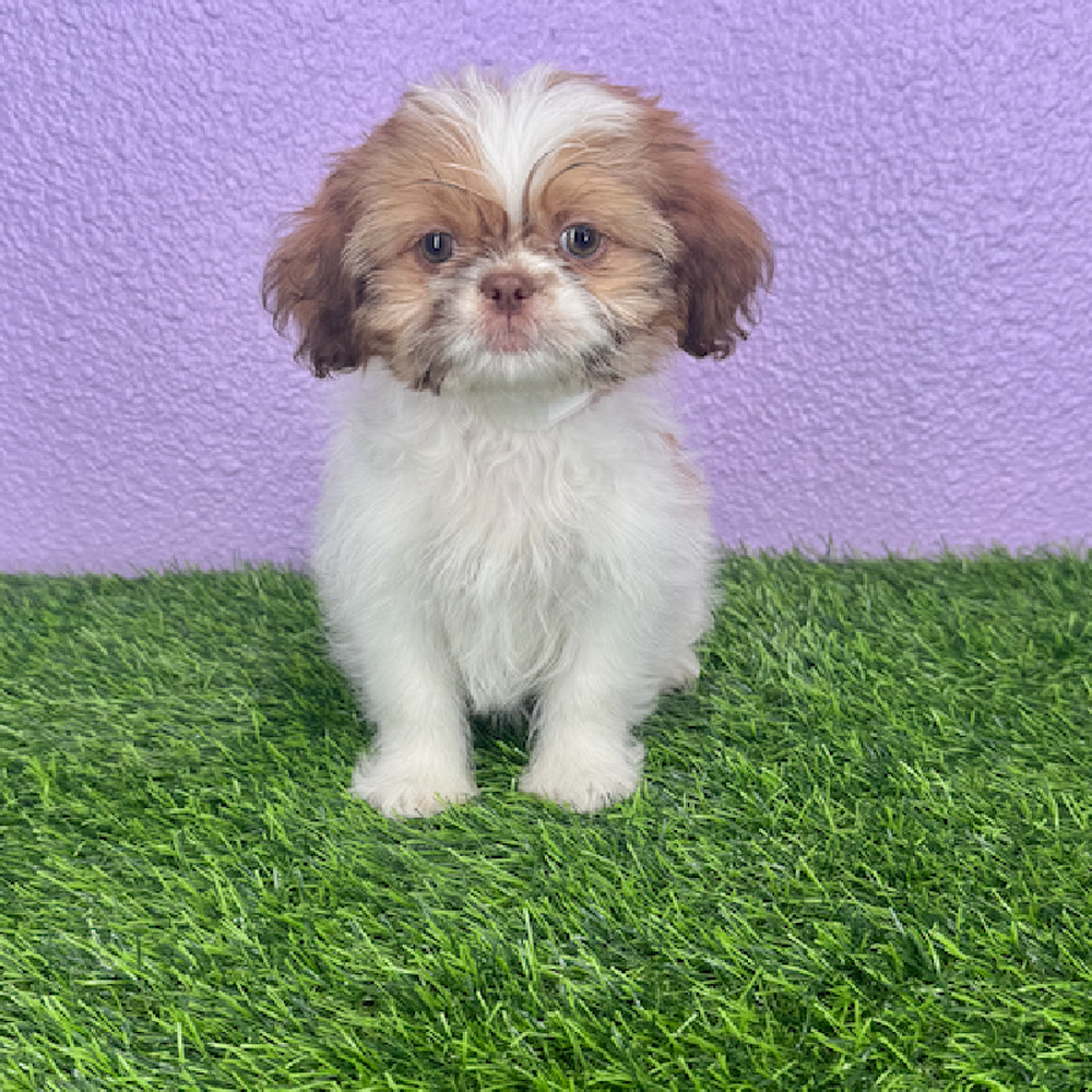 carousel pet images
