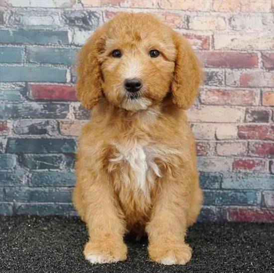 2nd Gen Mini Goldendoodle