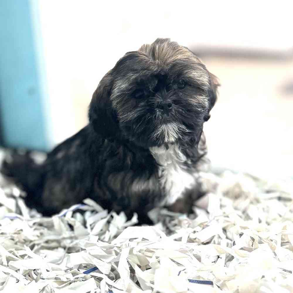 carousel pet images