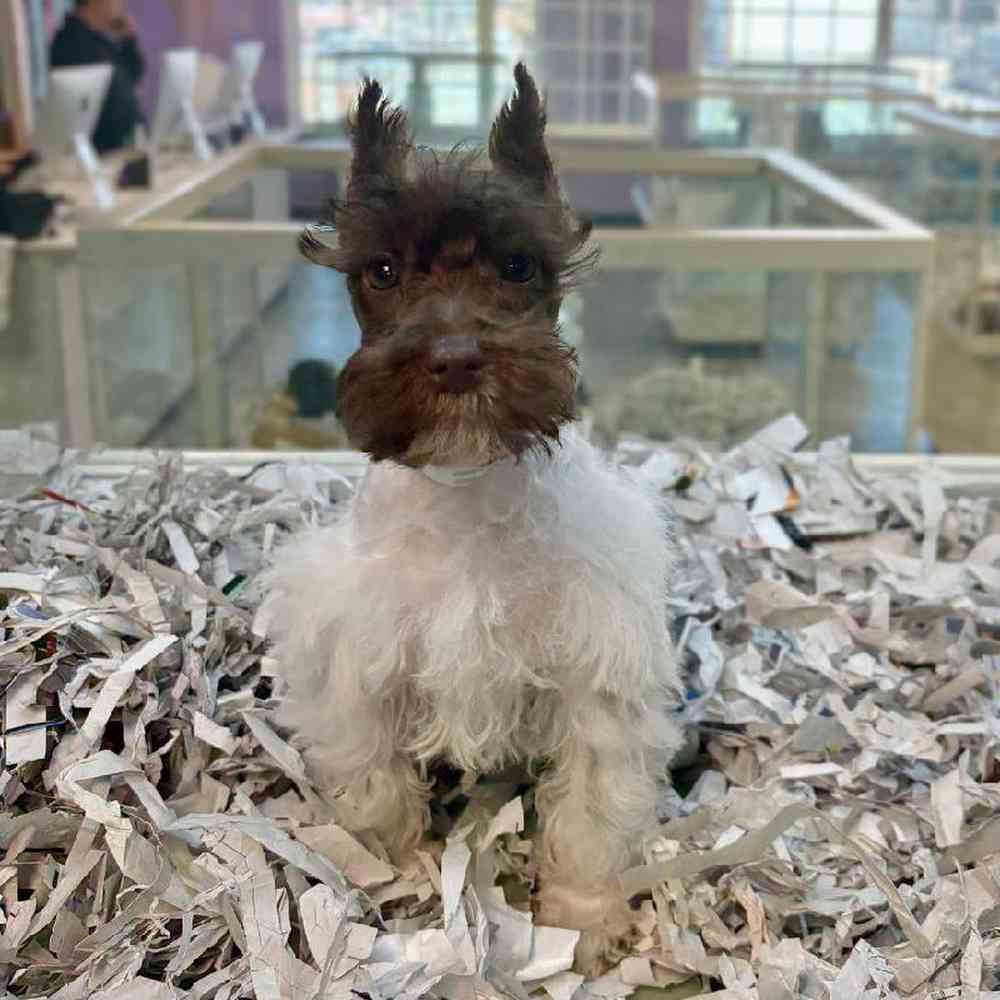 carousel pet images
