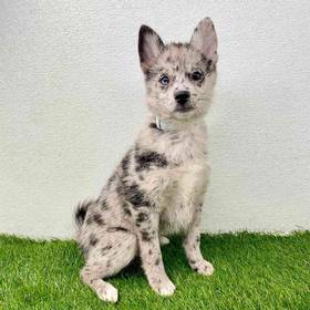 2nd Gen Pomsky
